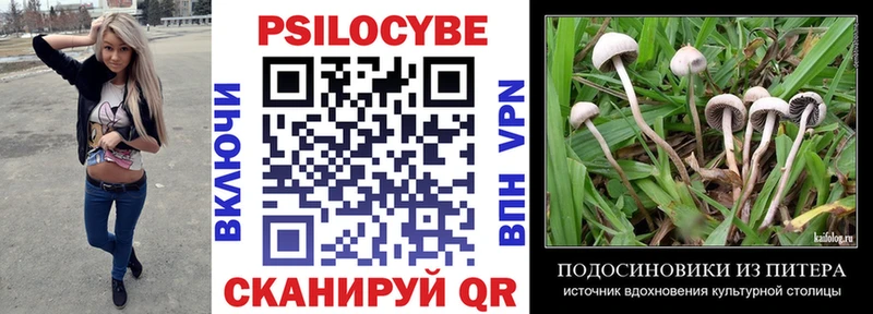 Псилоцибиновые грибы Psilocybe  Купить где  Знаменск 